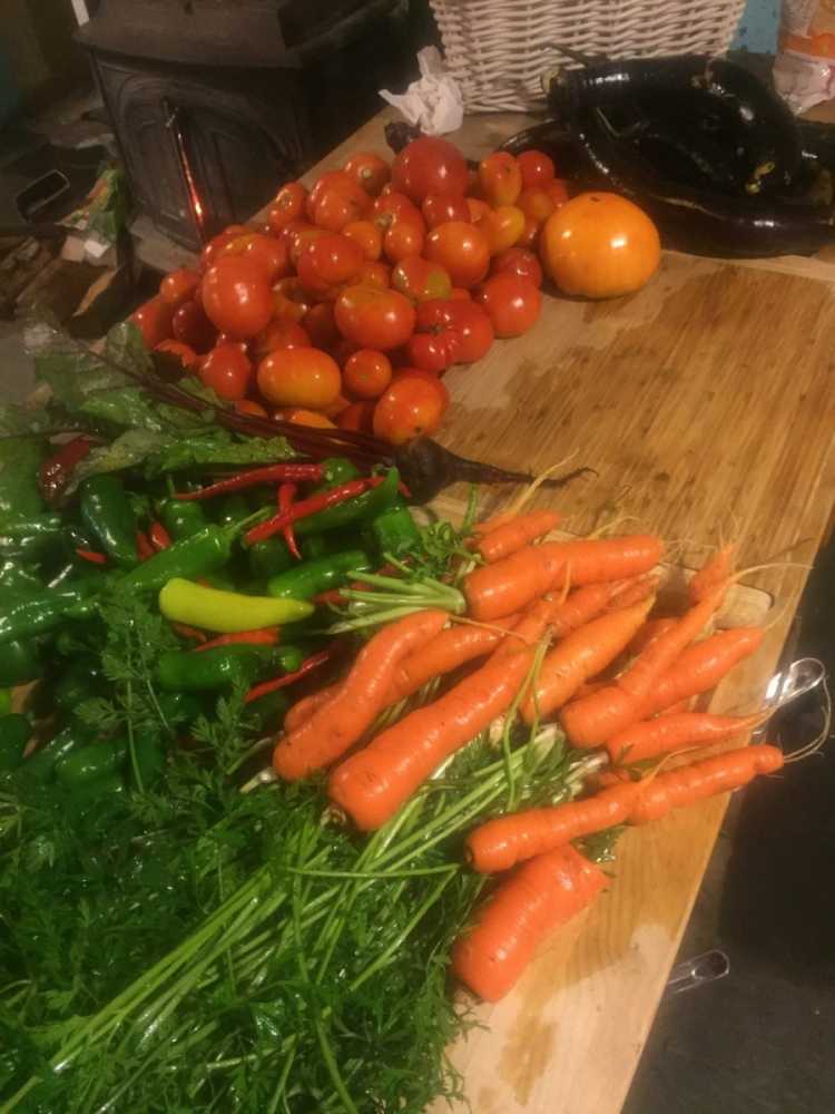 Plenty of vegetables were harvested.