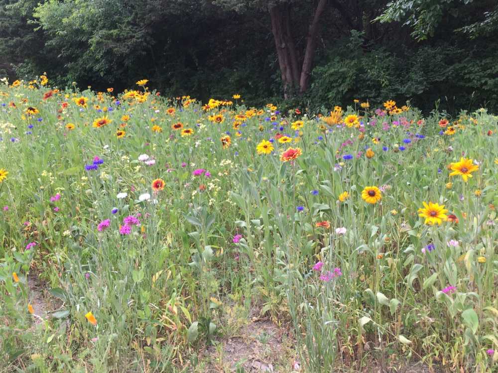 This meadow was planted with pollinators in mind.   Meadows cab be great substitution for a mowed lawn.  They require less maintenance, offer more for wildlife, absorb more runoff and provide much more beauty then the typical mowed lawn.