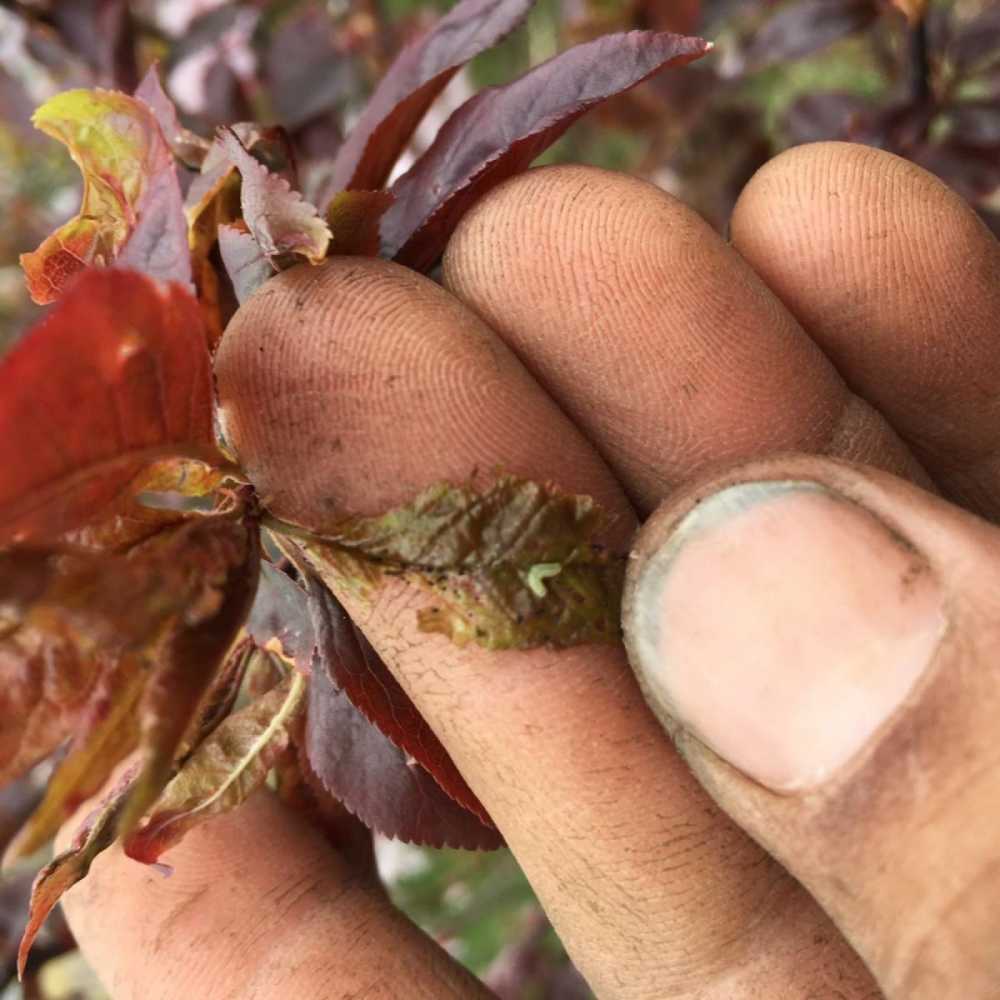 Young Winter Moth on Cherry Trees