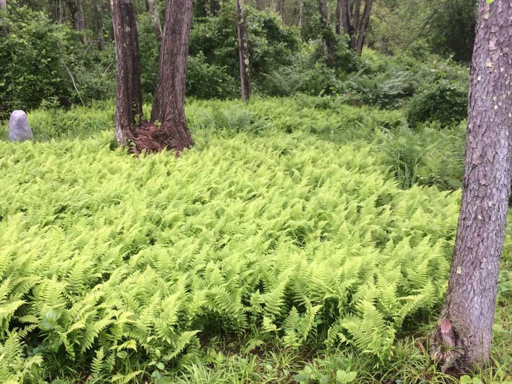 Ferns are a great woodland ground-cover.  They are low maintenance, deer resistant and have a clean lawn like appearance. 