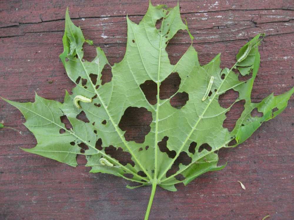 Winter Moth on Norway Maple Leaf