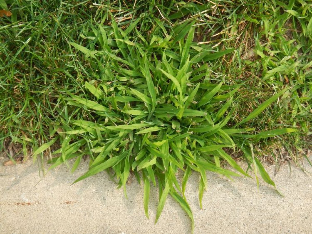 "Crabgrass"