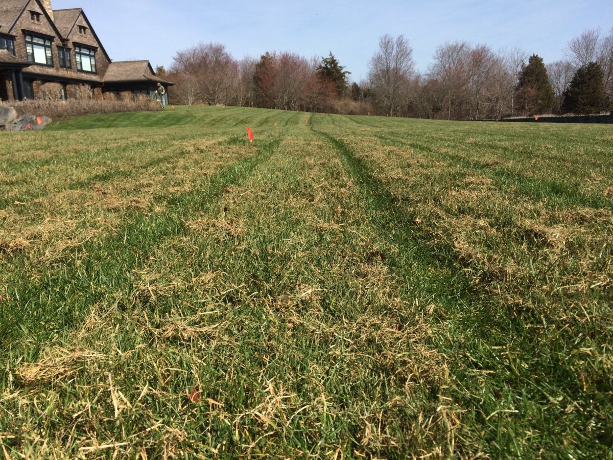 Aerating and Dethatching