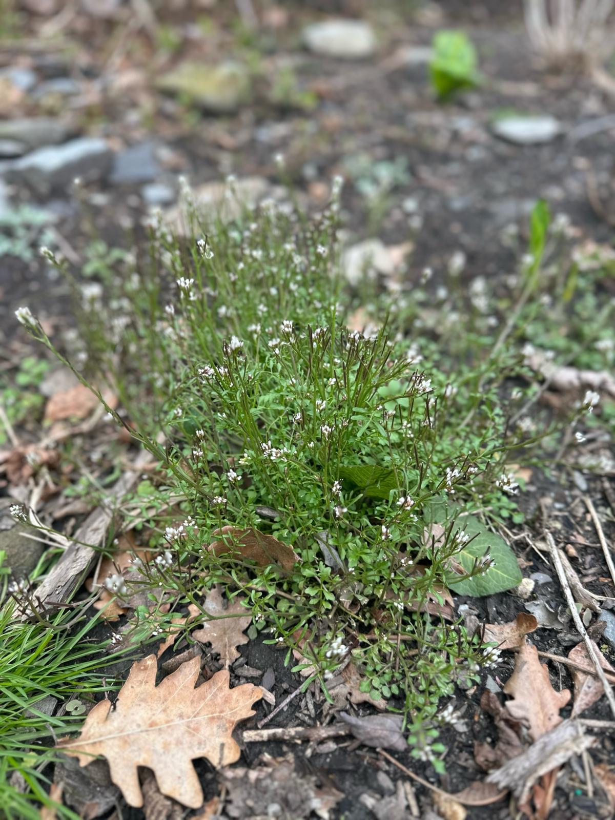 "Hairy Bittercress"